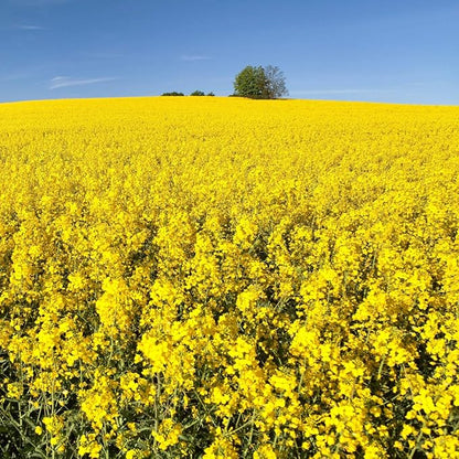 Outsidepride Trophy Forage Rape Seed - 1 Lb Heat, Cold & Drought-Tolerant Brassica Food Plot Seed, Ideal for for Deer & Livestock Grazing, Fall Planting, Soil Improvement, & Erosion Control