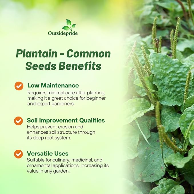 Outsidepride Common Green Plantain Seeds for Planting - 5,000 Pcs Perennial, Easy-to-Grow Herb Seeds for Culinary, Farm & Household Uses, Low-Growing Foliage for Tropical & Subtropical Climates