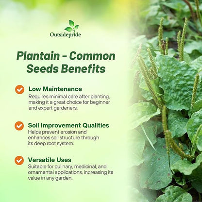 Outsidepride Common Green Plantain Seeds for Planting - 10,000 Pcs Perennial, Easy-to-Grow Herb Seeds for Culinary, Farm & Household Uses, Low-Growing Foliage for Tropical & Subtropical Climates