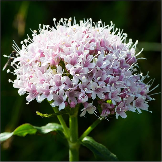 Seed Needs Valerian Seeds for Planting Stink Root Plants - Non-GMO Heirloom & Untreated Perennial Medicinal Herb Seed to Plant a Home Grown Outdoor Garden (5 Packs)