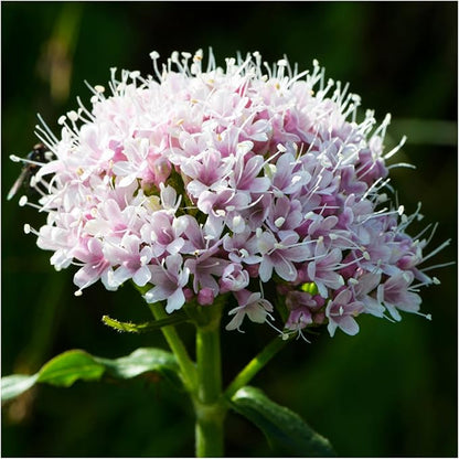 Seed Needs Valerian Seeds for Planting Stink Root Plants - Non-GMO Heirloom & Untreated Perennial Medicinal Herb Seed to Plant a Home Grown Outdoor Garden (5 Packs)