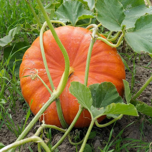 Eden Brothers Pumpkin Seeds - Cinderella Non-GMO Seeds for Planting, 1 Pound | High-Yielding, Fast Growing Vegetable Seeds, Plant During Warm Season, Zones 3, 4, 5, 6, 7, 8, 9, 10