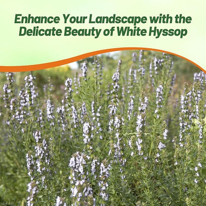 Outsidepride White Hyssop Seeds for Planting - 1000 Pcs Perennial Herb Garden Seeds with Fragrant Blooms Attractive to Pollinators, for Small Gardens, Containers, & Xeriscaping