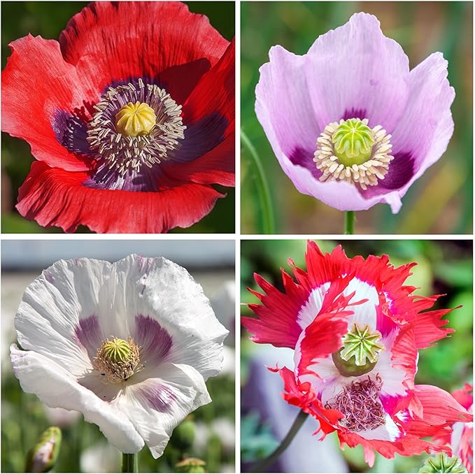 Seed Needs Mixed Somniferum Poppy Seeds for Planting - Heirloom & Open Pollinated Annual Flowers - Colorful Masses of Wildflowers, Perfect for a Butterfly Garden (5 Packs)