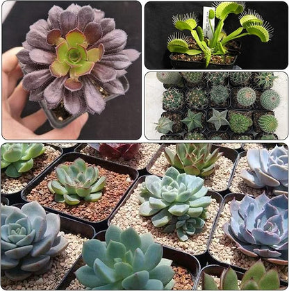 2.5 Inch Plastic Plant Nursery Pots 100 Pcs Seedlings Flower Plant Container Black Seed Starting Pots for Succulents Plants Vegetables Fruits Seedlings Transplanting