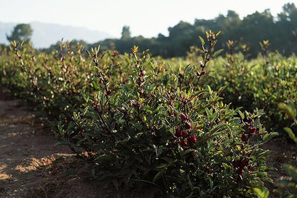 Plant Good Seed Organic Hibiscus sabdariffa/Jamaica/Red Roselle Seeds for Planting: Culinary and Tea Herb, Red Fleshy Calyces - 30 Seed Packet