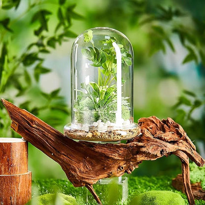 2 Pcs 5.9 x 7.9 Inch Glass Terrarium Clear Terrarium Planter Container Glass Dome Cloche with Airhole and Base for Plant Flower Home Tabletop Display Centerpiece, Plants Not Included