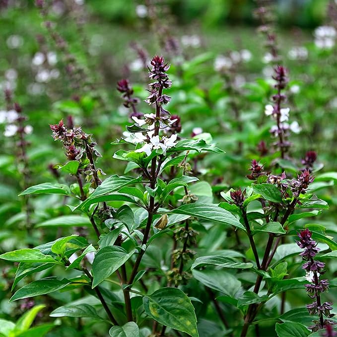 Seed Needs Genovese Basil/Thai Basil Seeds for Planting Fresh Kitchen Herbs - Non-GMO Heirloom & Untreated Annual Herb Seed to Plant a Culinary Garden Indoors or Outdoors