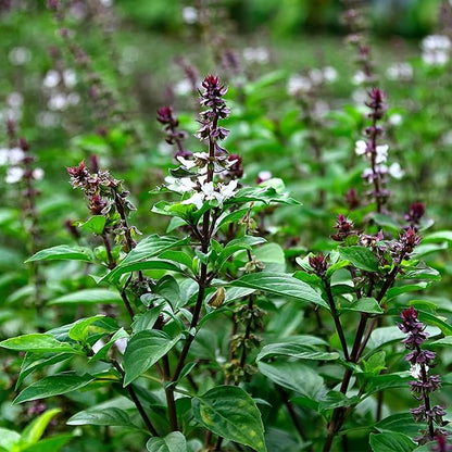 Seed Needs Genovese Basil/Thai Basil Seeds for Planting Fresh Kitchen Herbs - Non-GMO Heirloom & Untreated Annual Herb Seed to Plant a Culinary Garden Indoors or Outdoors