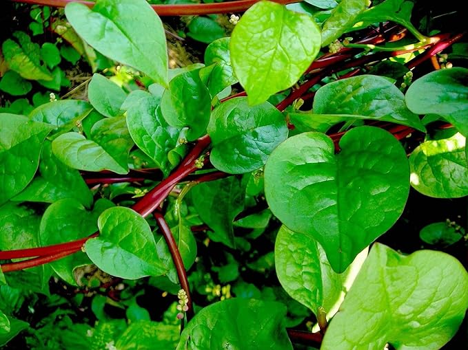 Malabar Spinach 200 Seeds Organic Red Water Spinach Seeds Non-GMO Green Perpetual Vine Leaf for Planting