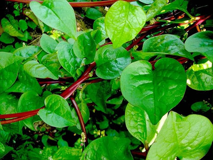 Malabar Spinach 200 Seeds Organic Red Water Spinach Seeds Non-GMO Green Perpetual Vine Leaf for Planting