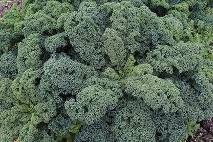 Seeds Kale Bush Dinosaur Giant Cabbage Non GMO Vegetable for Planting