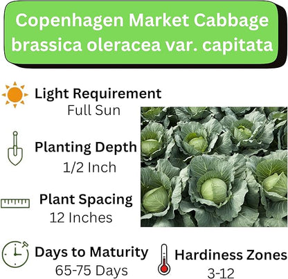 Copenhagen Cabbage Seeds for Planting – Plant & Grow Heirloom Copenhagen Cabbage in Home Outdoor Vegetable Garden, Brassica oleracea VAR. capitata – 5 Packets