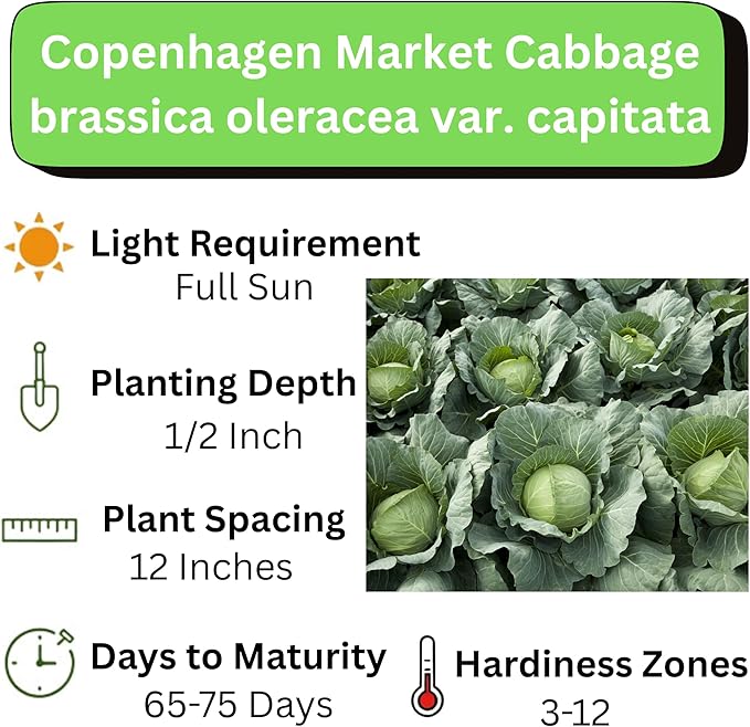 Copenhagen Cabbage Seeds for Planting – Plant & Grow Heirloom Copenhagen Cabbage in Home Outdoor Vegetable Garden, Brassica oleracea VAR. capitata – 2 Packets