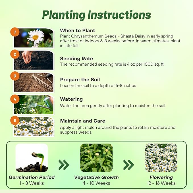 Outsidepride Shasta Daisy Chrysanthemum Seeds - 1/4 Lb. Perennial Deer Proof, Drought Tolerant, Wildflower Seeds for Pollinator Gardens, Cut Flowers & Water-Efficient, Low Maintenance Landscaping