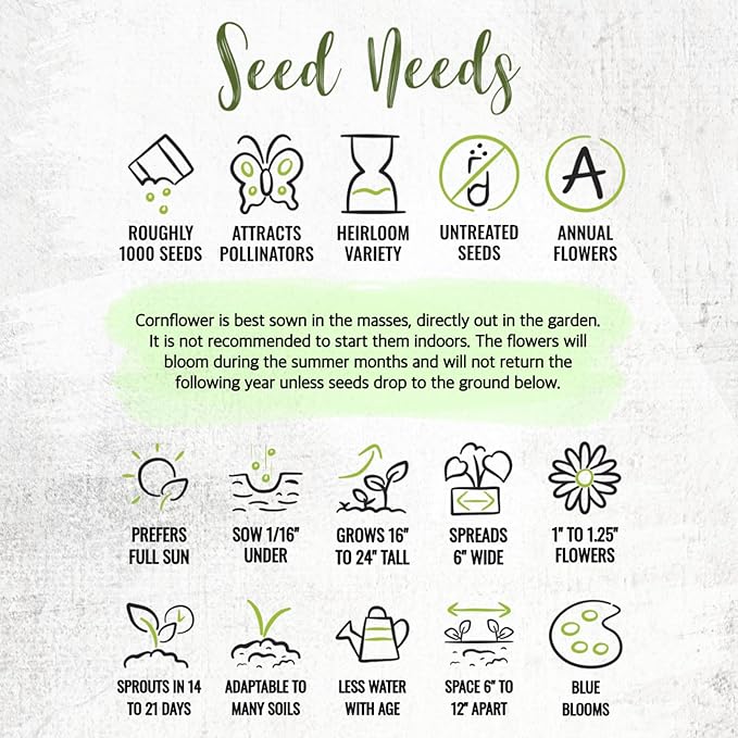 Seed Needs Cornflower Seeds for Planting Dwarf Blue Bachelor's Button Wildflowers - Heirloom & Open Pollinated Flowers to Plant and Grow an Outdoor Home Grown Butterfly Garden (2 Packs)