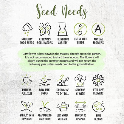 Seed Needs Cornflower Seeds for Planting Dwarf Blue Bachelor's Button Wildflowers - Heirloom & Open Pollinated Flowers to Plant and Grow an Outdoor Home Grown Butterfly Garden (2 Packs)