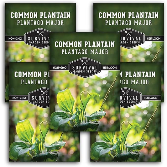Plantain Seeds for Planting - Common Plantain (Plantago Major) Edible Broadleaf Medicinal Herb for Herbal Garden - Heirloom Non-GMO Open Pollinated - Survival Garden Seeds (5 Pack)