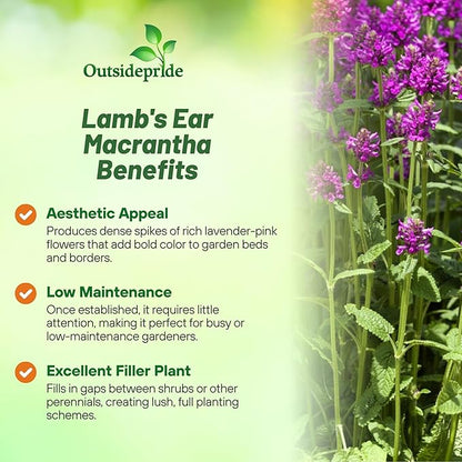 Outsidepride Stachys Macrantha Lamb's Ear Seeds - 100 Pcs Perennial Flower Seeds for Planting Velvet-Textured Bright Green Foliage & Vibrant Blooms for Ground Cover & Pollinator Gardens