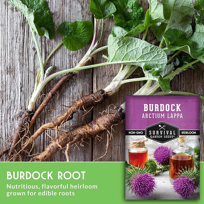 Burdock Root Seeds for Planting – Grow GOBO (Arctium lappa) Heirloom Root Vegetable – Non-GMO Medicinal Herb for Home Gardens – Survival Garden Seeds (5 Packs)