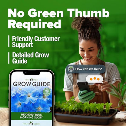 HOME GROWN Morning Glory Seeds,Heavenly Blue (2 Pack) 300 Heirloom Morning Glories Vine Seeds for Planting Ideal for a Flower Garden That Attracts Pollinators and Birds(Ipomoea Tricolor)