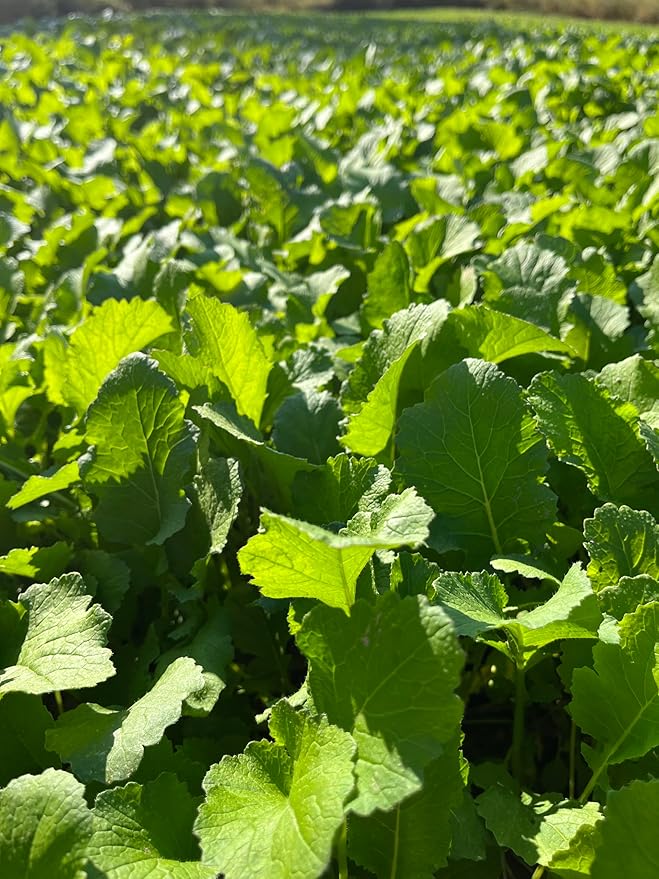 Hale Habitat & Seed Rapeseed Food Plot Seed (50 lb Bulk)