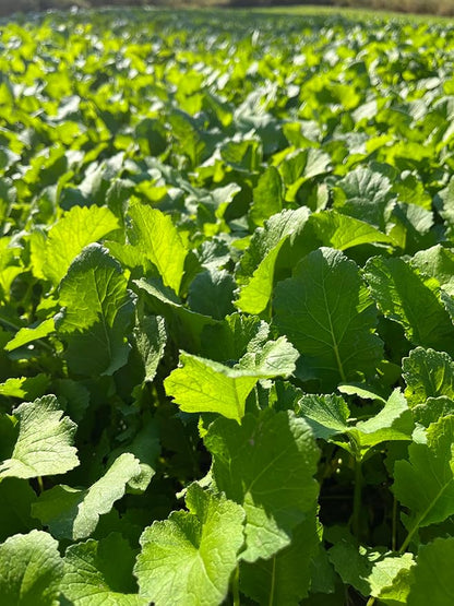 Hale Habitat & Seed Rapeseed Food Plot Seed (50 lb Bulk)
