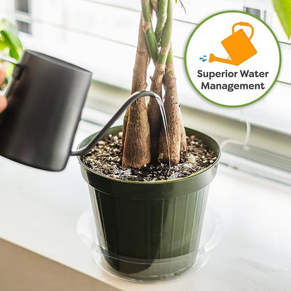 Perfect Plants Money Tree Potting Soil 2qt | Organic Coco Coir Based Plant Mix for Indoor Trees | Quickly Grow Your Indoor Forest (2qts.)