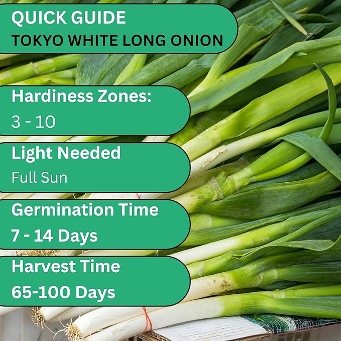 Tokyo Long White Bunching Onion Seeds – Heirloom Non-GMO Green Onion & Scallion Variety for Planting Outdoors | Woods Creek Seeds