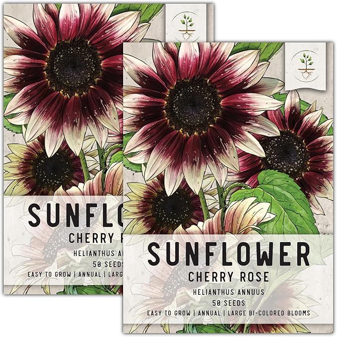 Seed Needs Sunflower Seeds for Planting Cherry Rose Sunflowers - Hybrid Flowers with Unique Bi-Colors for an Outdoors Flower Garden - Great for Cut Flowers in Bouquets & Floral Arrangements (2 Packs)