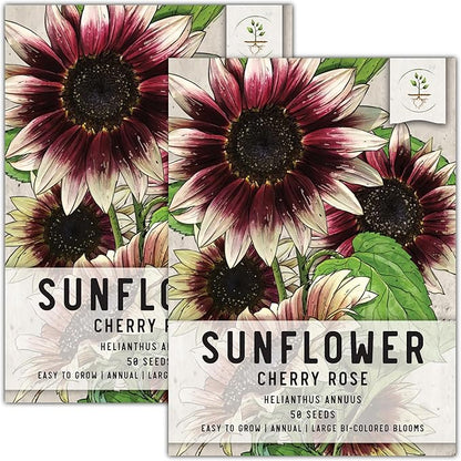 Seed Needs Sunflower Seeds for Planting Cherry Rose Sunflowers - Hybrid Flowers with Unique Bi-Colors for an Outdoors Flower Garden - Great for Cut Flowers in Bouquets & Floral Arrangements (2 Packs)