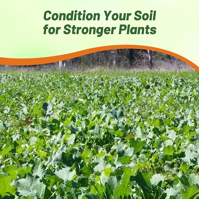 Outsidepride Bayou Kale Seeds - 10 lb. Annual, Versatile & Cold-Tolerant, Cover Crop Seeds for Planting Large, Resilient Foliage for Livestock Grazing, Erosion Control & Easy Growth
