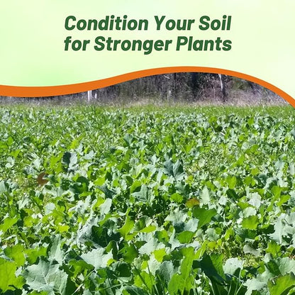 Outsidepride Bayou Kale Seeds - 50 lb. Annual, Versatile & Cold-Tolerant, Cover Crop Seeds for Planting Large, Resilient Foliage for Livestock Grazing, Erosion Control & Easy Growth