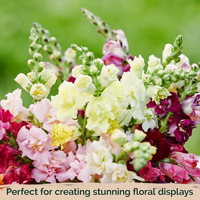 KVITER 3,000 Tetra Mix Snapdragon Seeds, 2 Pack (Antirrhinum Majus) – Heirloom & Organic Tall Snap Dragon Mix, Annual Flower Garden Seeds, Cut Flower Seeds for Planting – Outdoor Garden & Containers
