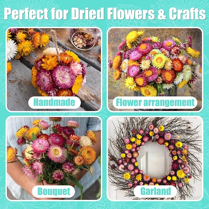 10,000+ Strawflower Seeds Mix, 9g – Heirloom Flower Seeds for Planting Outdoors, Cut Flower Seeds for Garden & Wildflower Beds, Non-GMO Color Mix Strawflower Flower Seeds