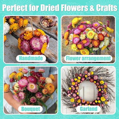 10,000+ Strawflower Seeds Mix, 9g – Heirloom Flower Seeds for Planting Outdoors, Cut Flower Seeds for Garden & Wildflower Beds, Non-GMO Color Mix Strawflower Flower Seeds
