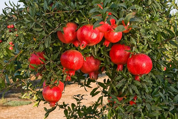 Seeds Pomegranate Heirloom Fruit Non GMO for Planting
