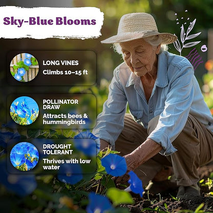 KVITER 150 Heavenly Blue Morning Glory Seeds Bulk (Ipomoea Tricolor) – Heirloom Seed Packets – Climbing Flower Seeds for Planting Outside, Blue Blooms for Home Garden Trellises, Fences