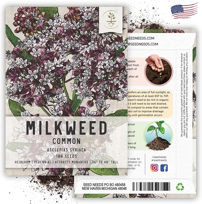 Seed Needs, Pink Common Milkweed Seeds - 100 Heirloom Seeds for Planting Asclepias syriaca - Perennial Flowers to Attract Monarch Butterflies & Other Pollinators (5 Packs)