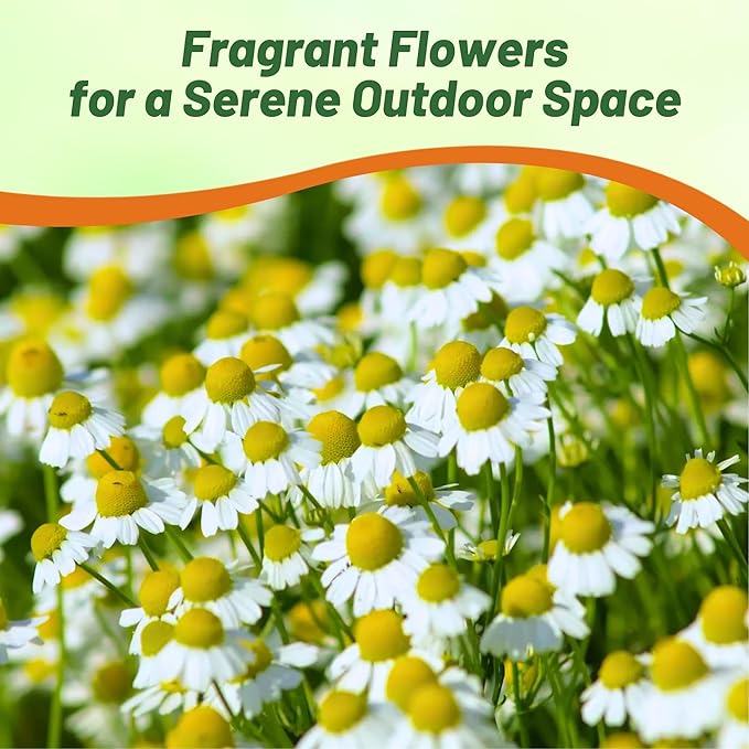 Outsidepride German Chamomile Seeds - 10000 Pcs Annual, Drought Tolerant, Self-Seeding & Versatile, Herb Seeds for Planting Sweet Scented Daisy-Like Blooms, Ideal for Slopes & Pollinator Gardens