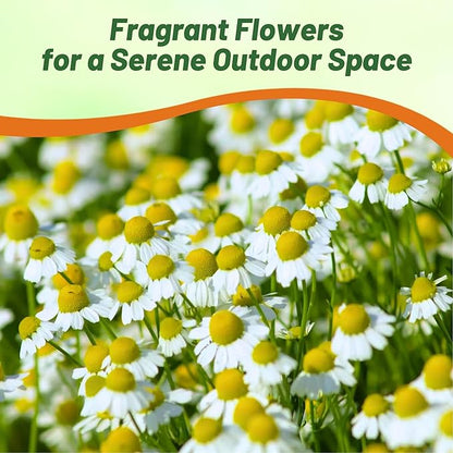 Outsidepride German Chamomile Seeds - 5000 Pcs Annual, Drought Tolerant, Self-Seeding & Versatile, Herb Seeds for Planting Sweet Scented Daisy-Like Blooms, Ideal for Slopes & Pollinator Gardens