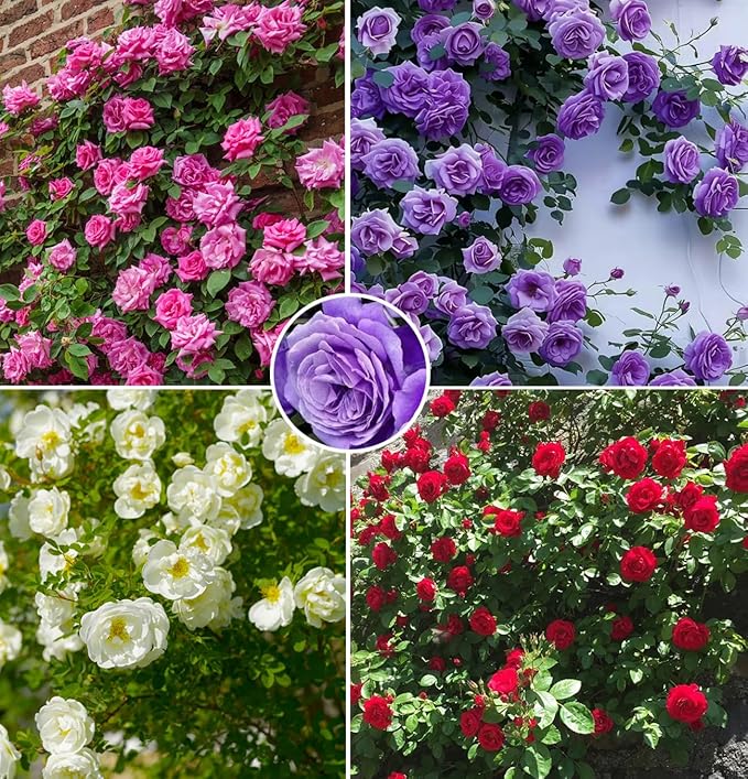 Mix Climbing Rose Rosa Seeds Bush Vine Climber Fragrant Butterfly Rare Non-GMO Heirloom Variety for Your Garden 100pcs