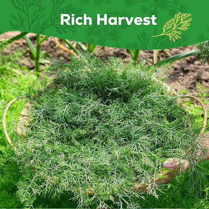 Bouquet Dill Seeds for Planting - 500+ Heirloom, Non-GMO Seeds - Herb Seeds Packet for Plating Home Garden, Herb Garden - Indoor/Outdoor, Easy to Grow