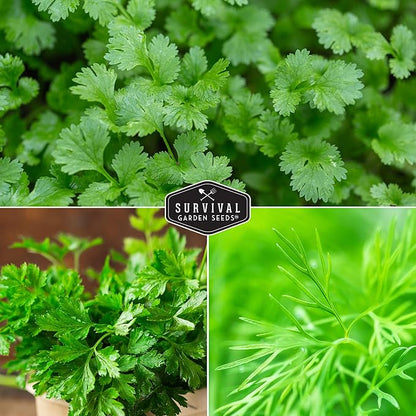Easy to Grow Herb Seeds Variety Pack | 5 Heirloom Kitchen Herbs for Planting – Basil, Cilantro, Dill, Parsley, Lemon Balm – Indoor & Outdoor Growing for Kids & Beginners – Survival Garden Seeds