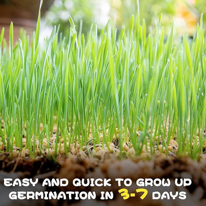 4 Pack Cat Grass Seeds Kit for Indoor Cats, Beginner Friendly Easy Grow Cat Grass Growing Kit, Fast Germinating, Natural Hairball Control, Safe Chewing Grass for Cats & Kittens