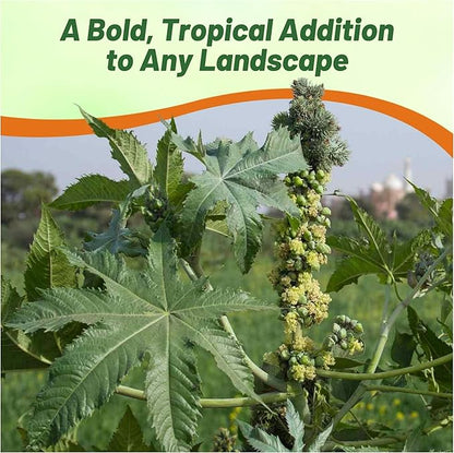 Outsidepride Zanzibariensis Castor Bean Seeds - 100 Pcs Annual Quick-Growing Tropical Flower Seeds for Planting Vibrant Foliage & Colorful Blooms for Eye-Catching Borders, Gardens & Landscapes