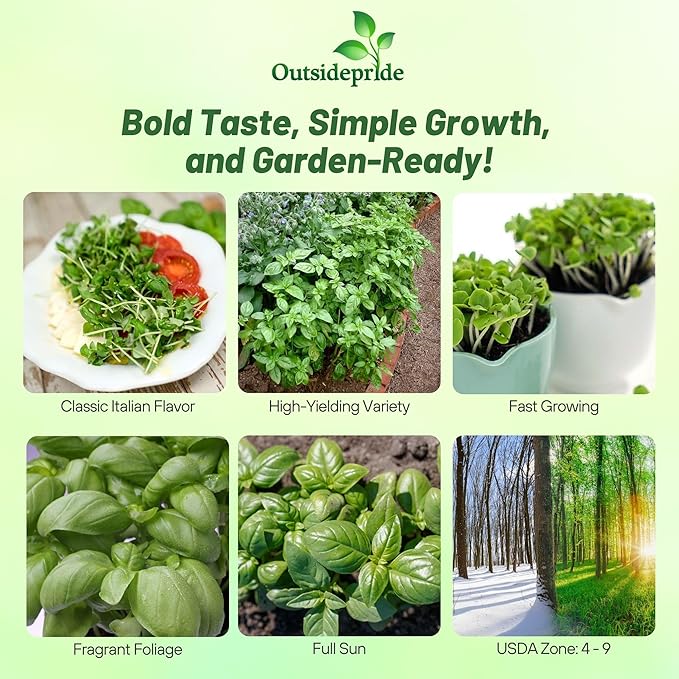 Outsidepride Genovese Sweet Basil Seeds for Planting - 1/8 lb. Easy to Grow Annual Herb Garden Seeds with Aromatic & Flavorful Foliage for Containers, Companion Planting, Indoors & Outdoors