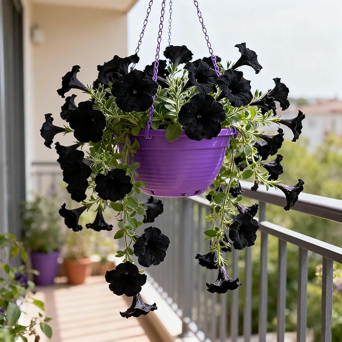 300+ Petunia Seeds for Planting, Black Petunia Flowers Seeds Garden Hanging Baskets Flowers, Annual Plant Seed for Garden Yard Potted Decoration