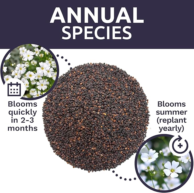 Showy Baby's Breath Seeds – Bulk Quarter Pound Bag – Over 80,000 Open Pollinated Non-GMO Wildflower Seeds – Gypsophila elegans – Quick Blooming White Flowers