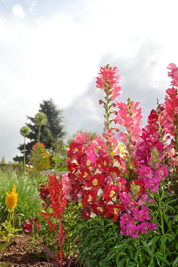 Set of 100 Cut Flower - Mixture Annual Flower Seed Packets - Perfect for Creating Your Dream Garden! - Includes 100 Packets of Cut Flower - Mixture Seeds!